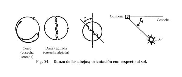 foto-3-danzas