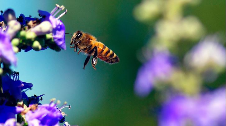 foto-4-abeja-y-flores