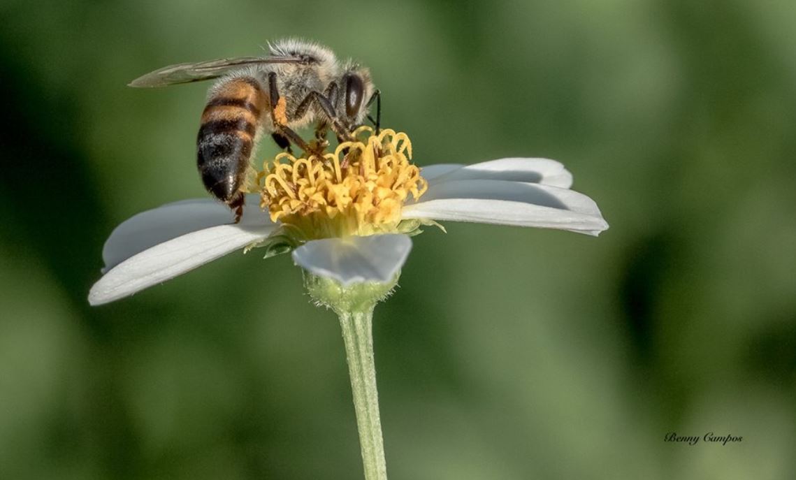 foto-5-abeja-benny-c